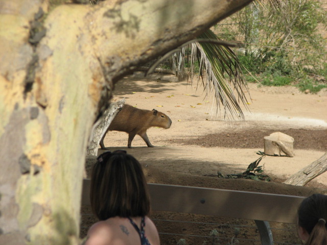 Capybara