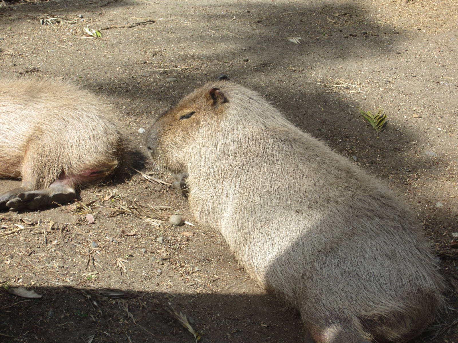 Capybara