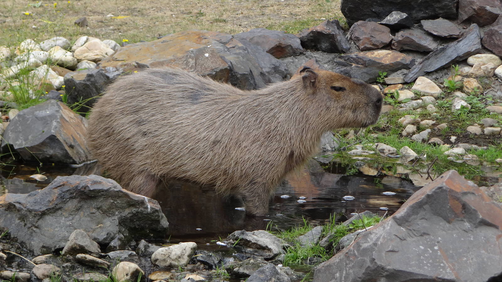 Capybara