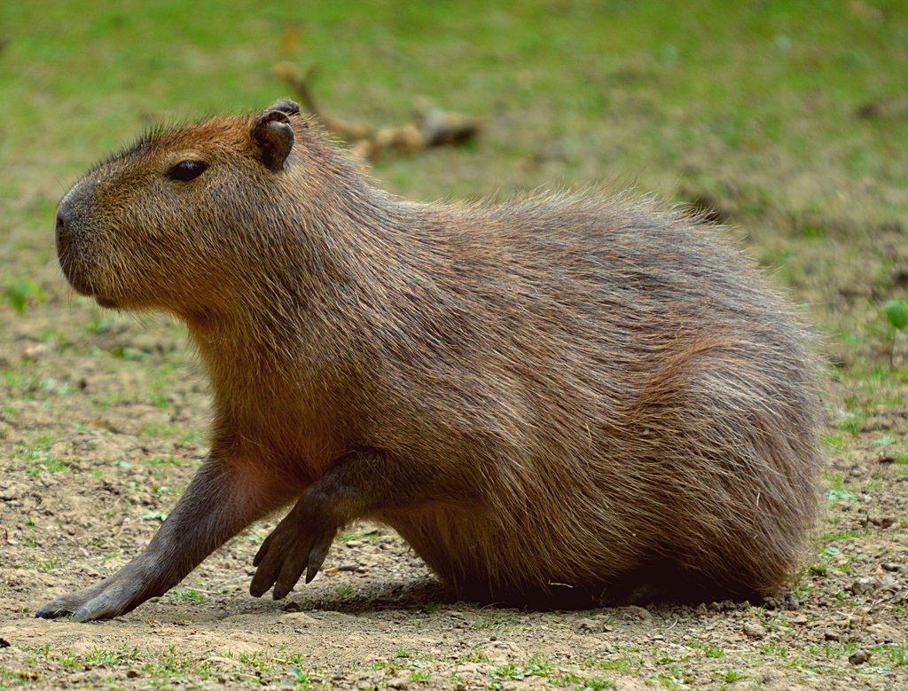 Capybara
