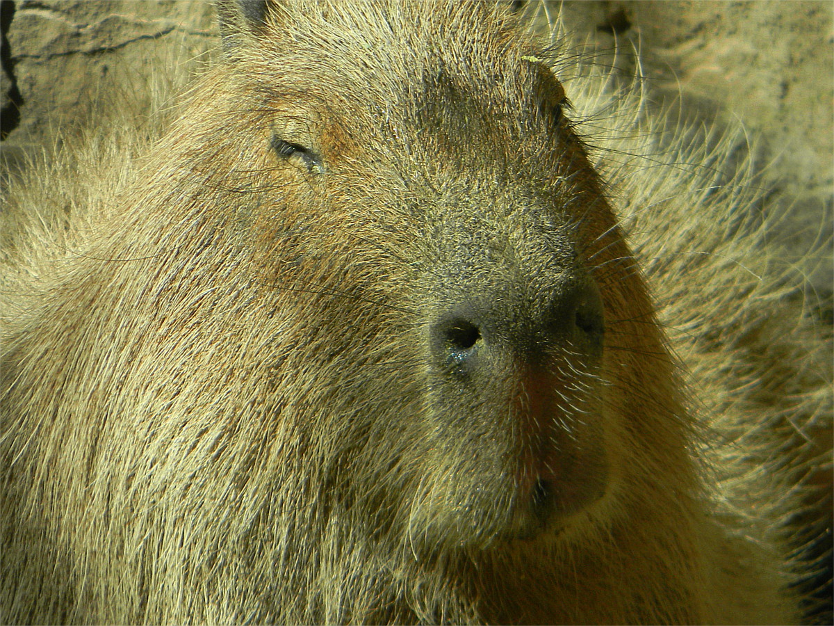 Capybara