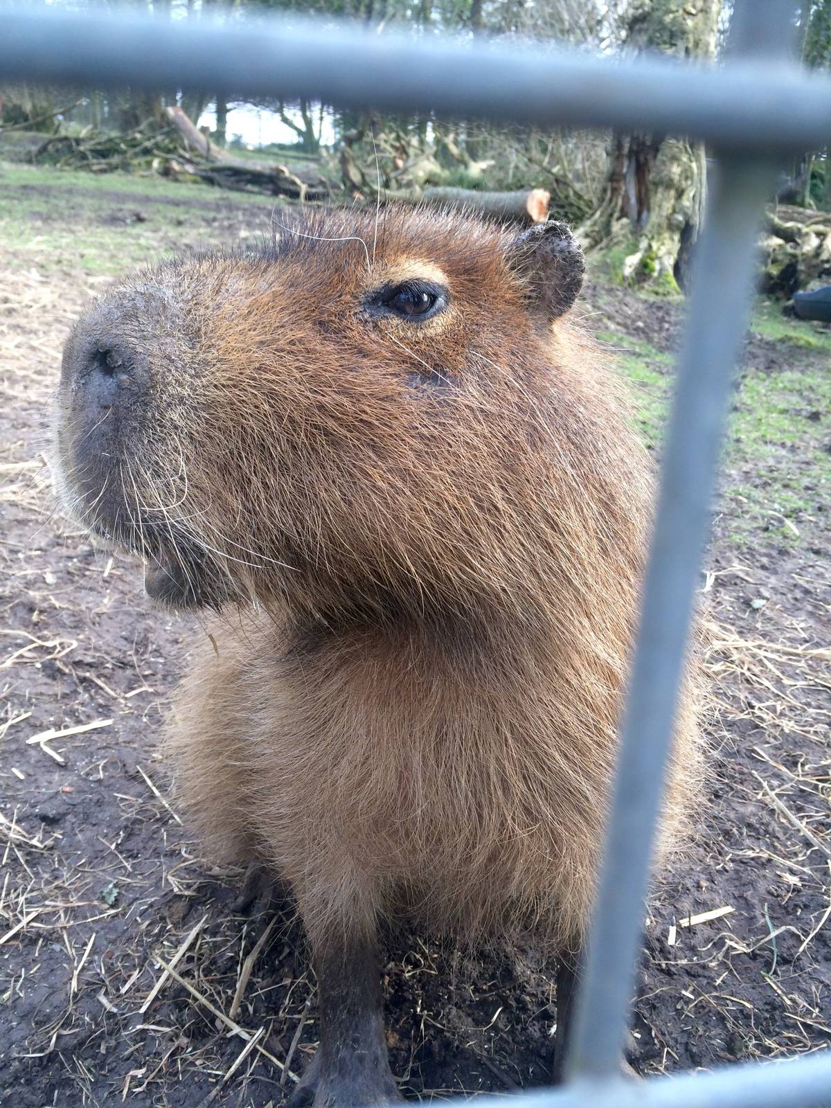 Capybara