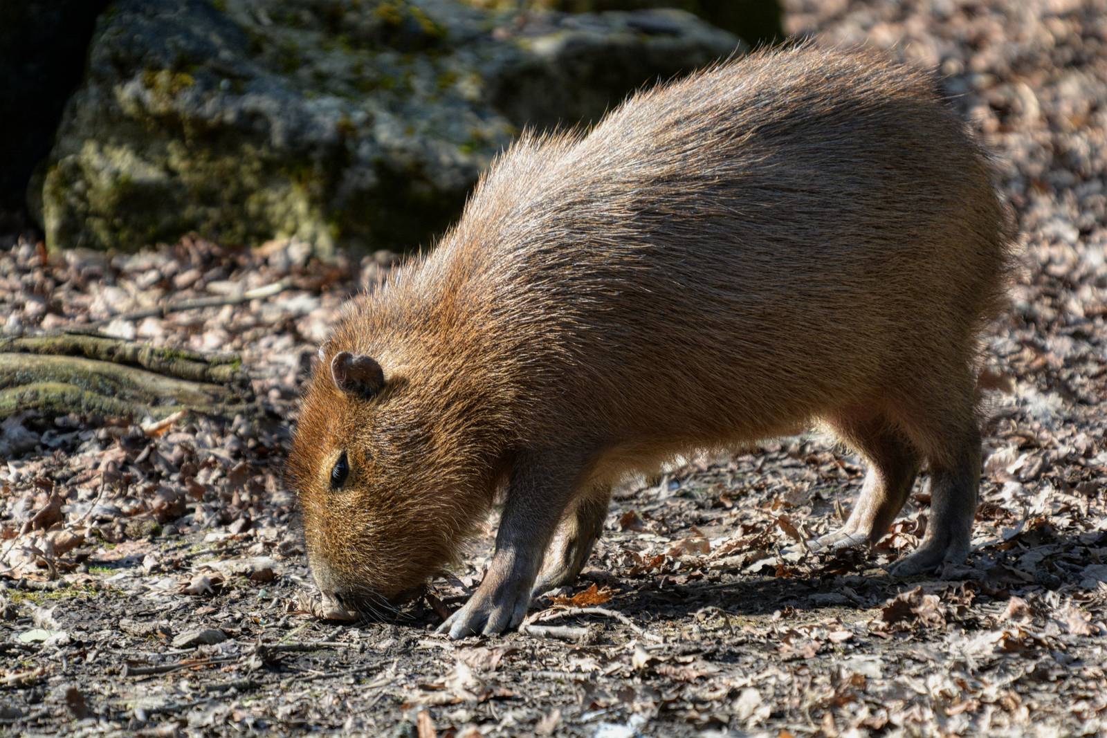 CAPYBARA