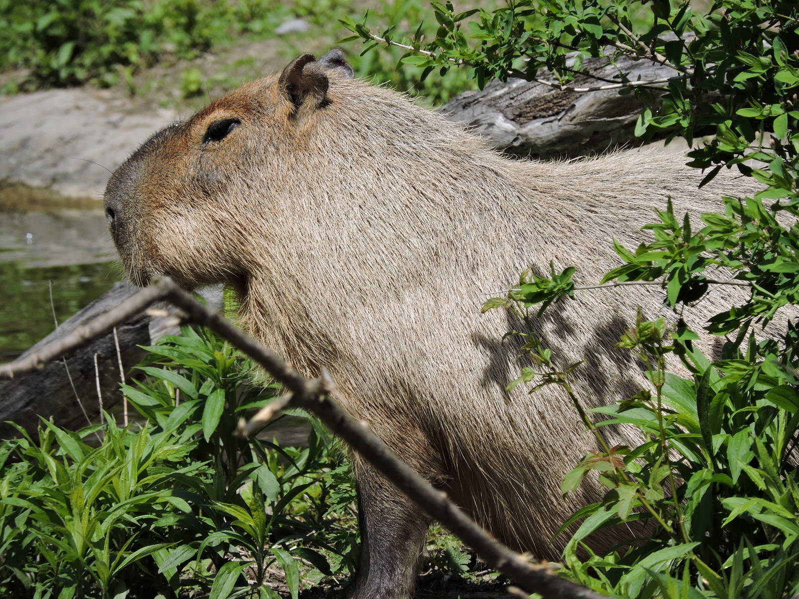 Capybara