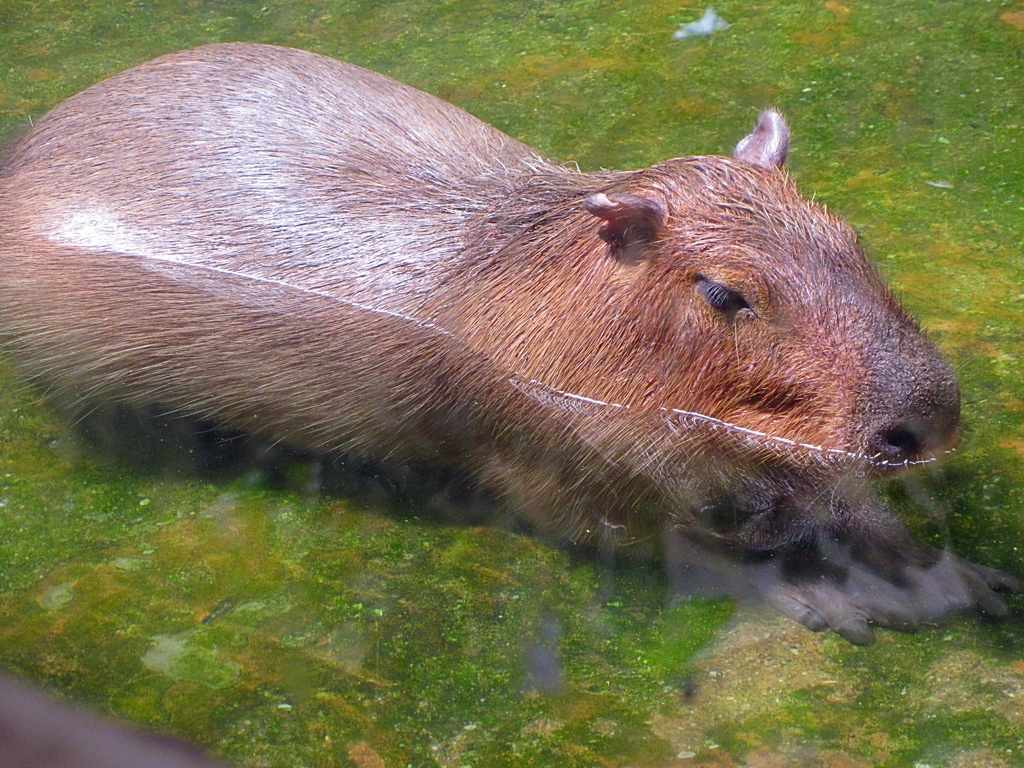 Capybara
