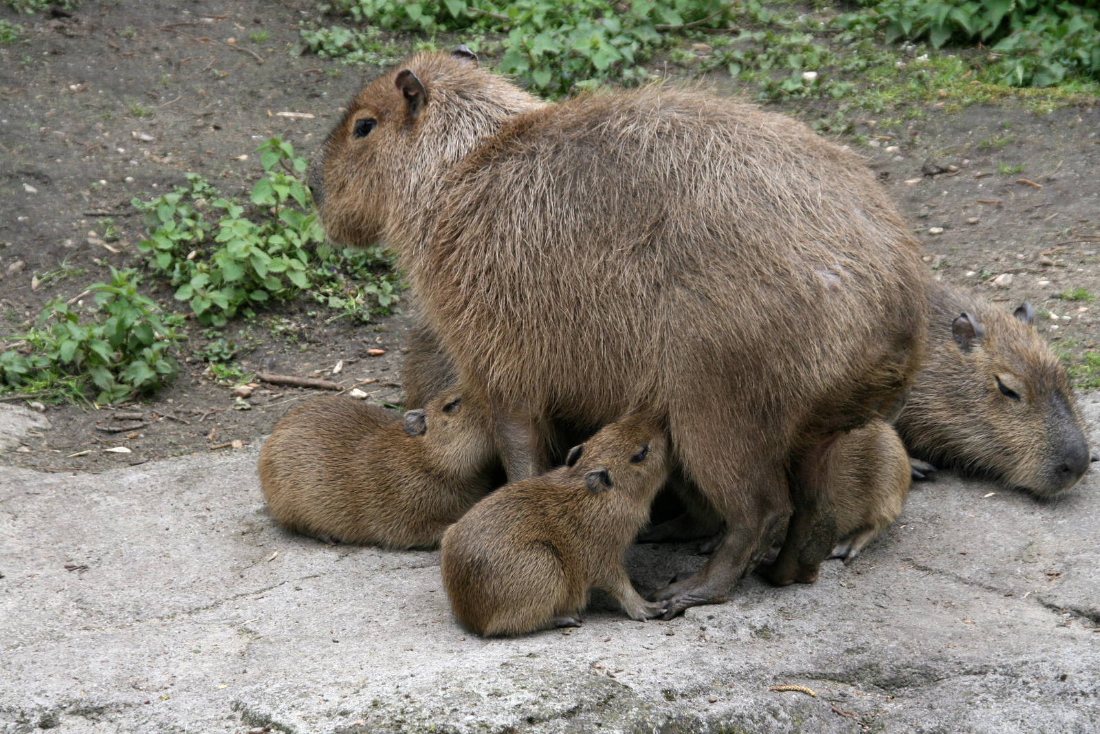 Capybara