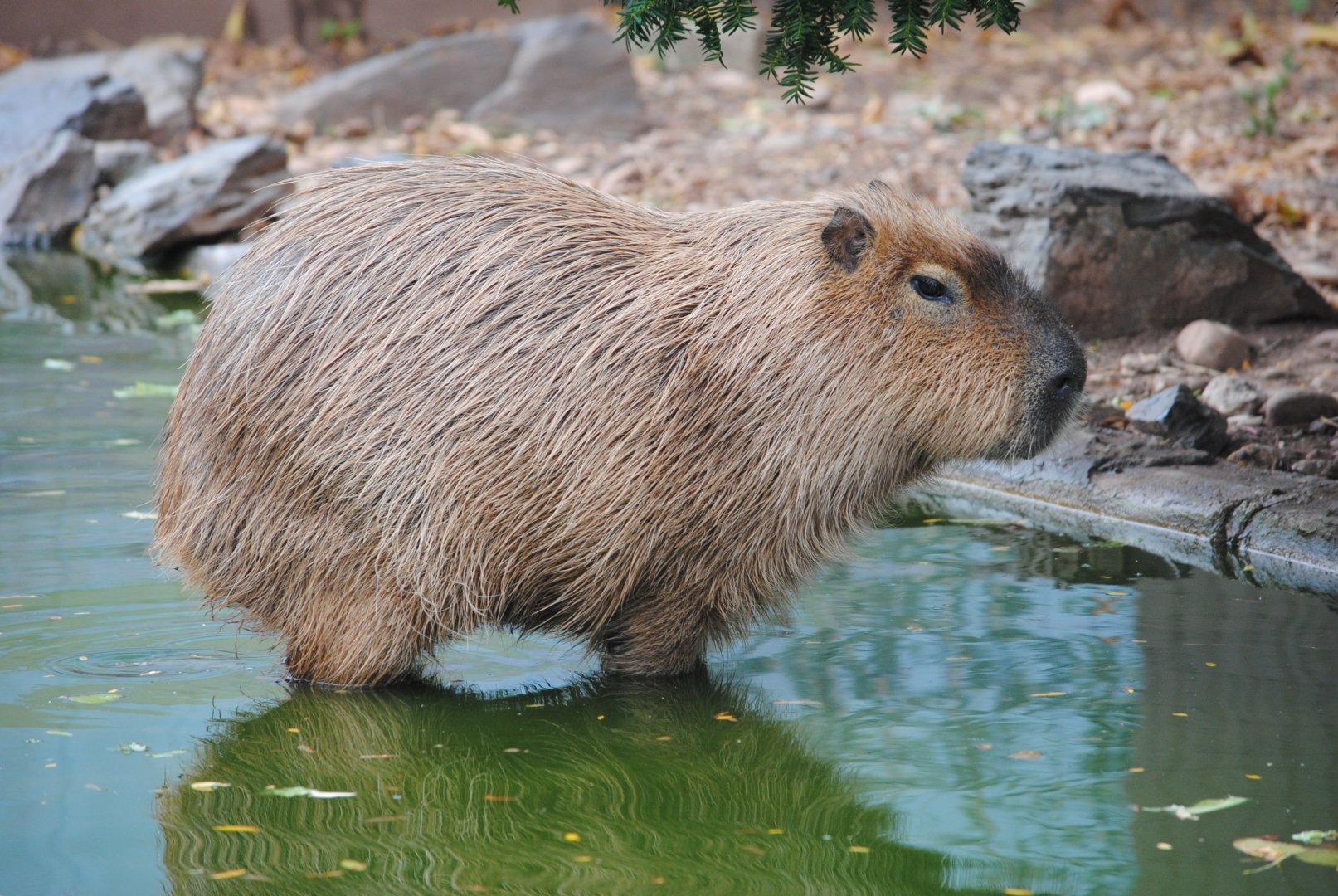 Capybara