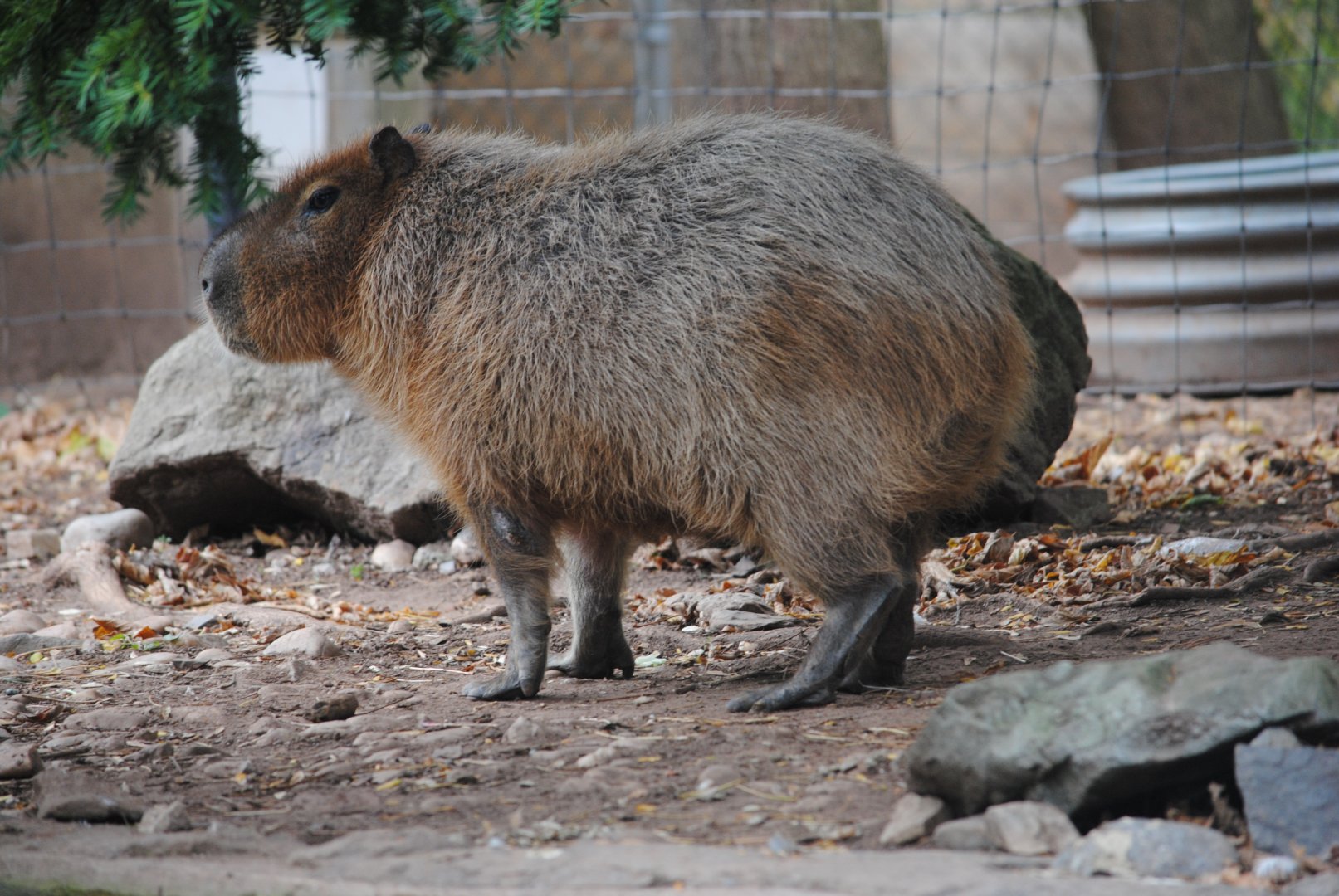 Capybara