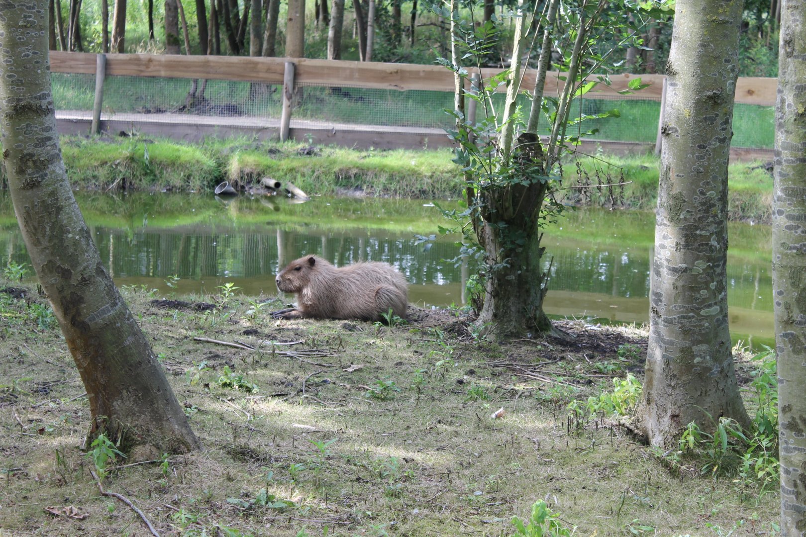 Capybara