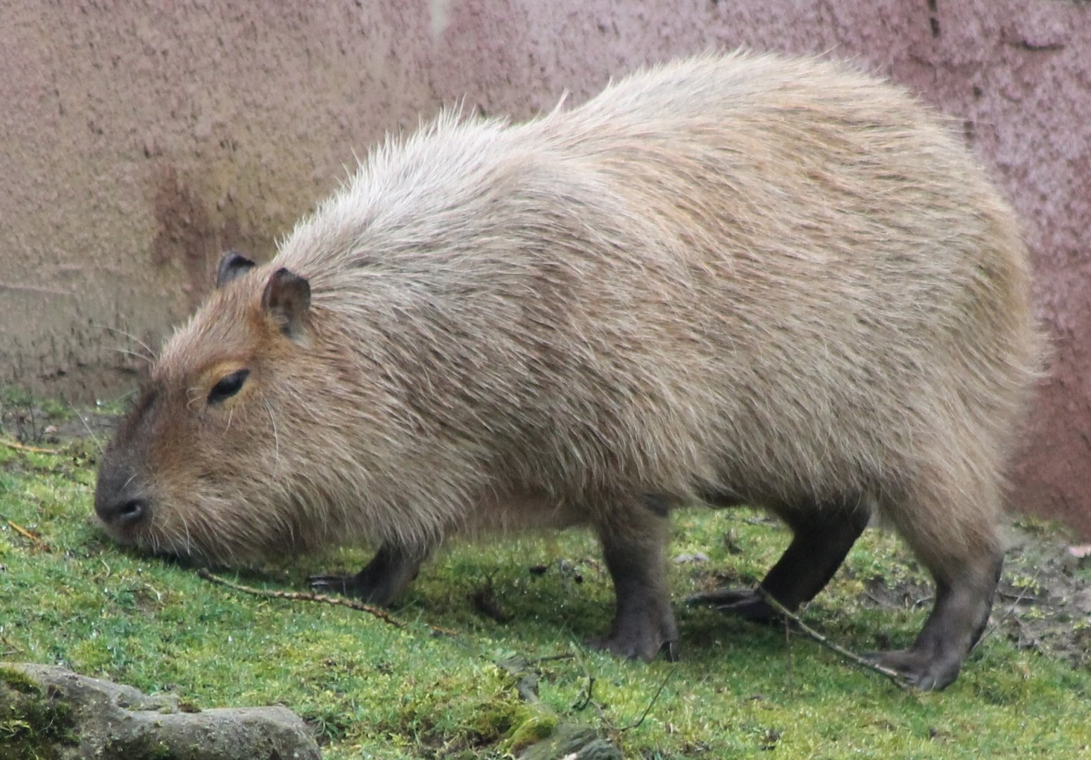 Capybara