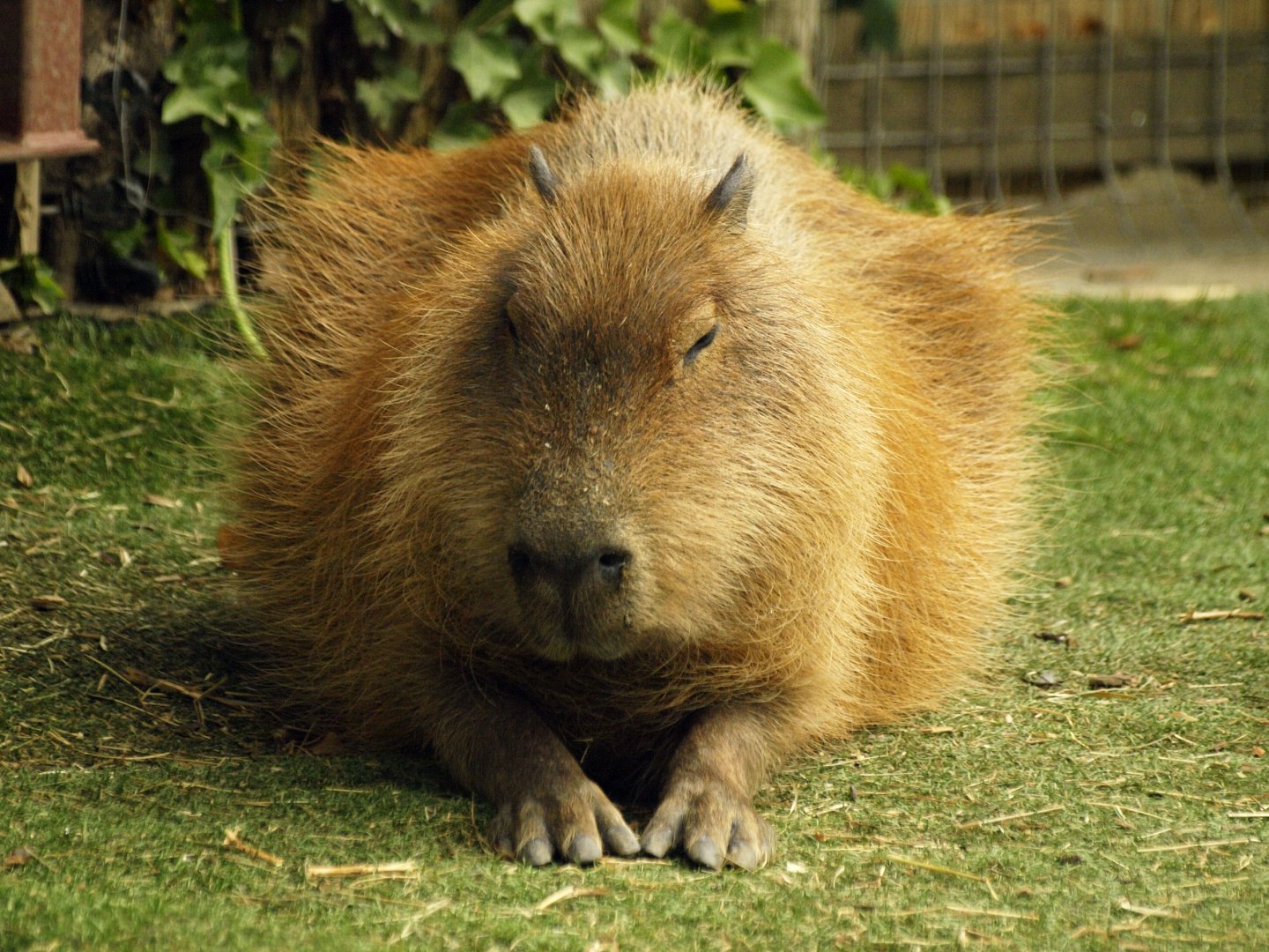 Capybara