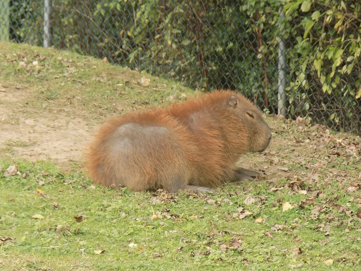 Capybara