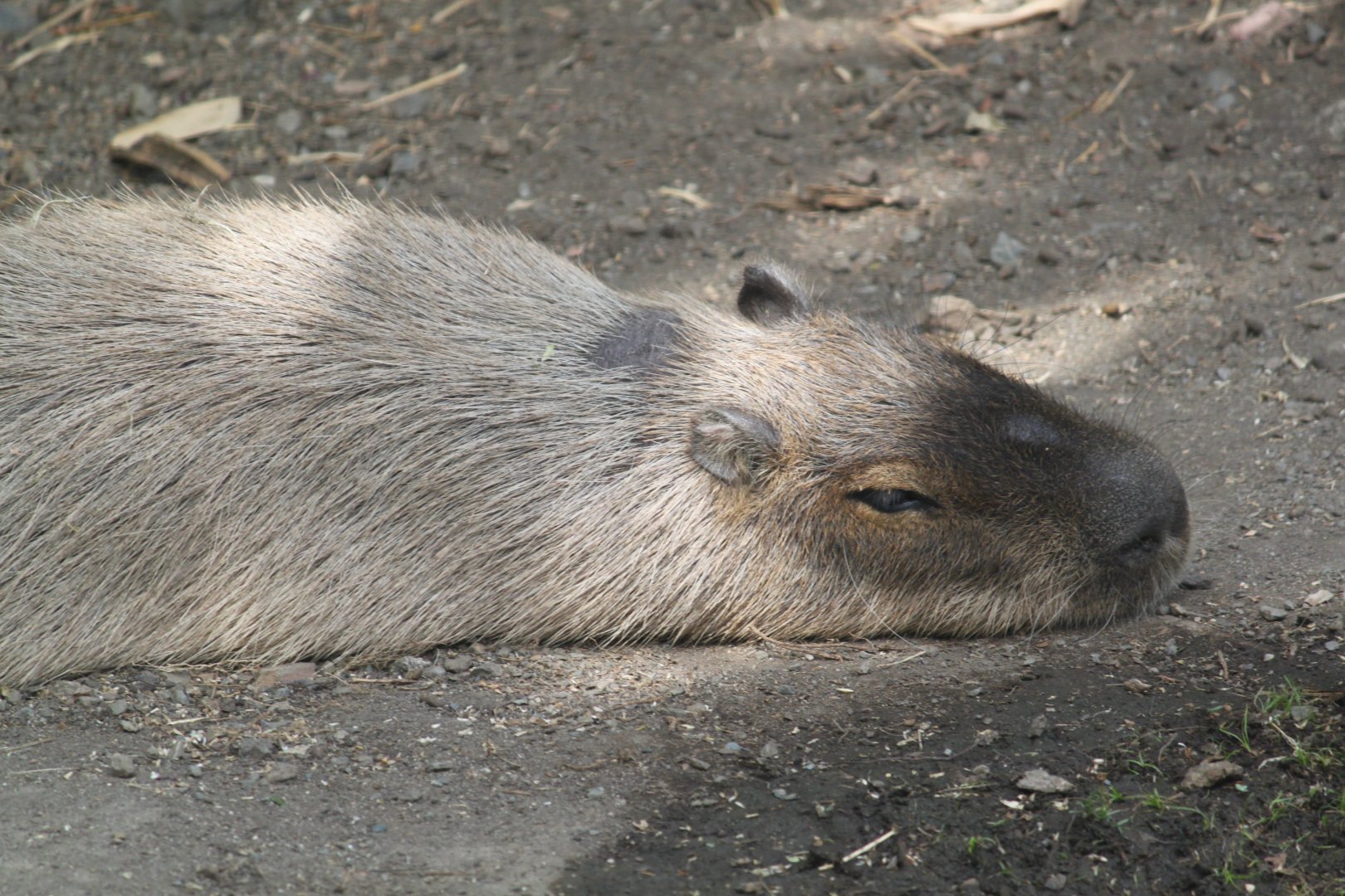 Capybara