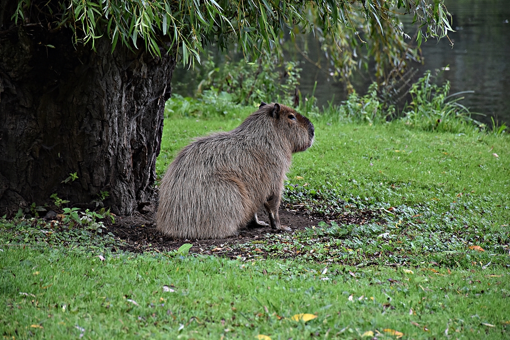 Capybara