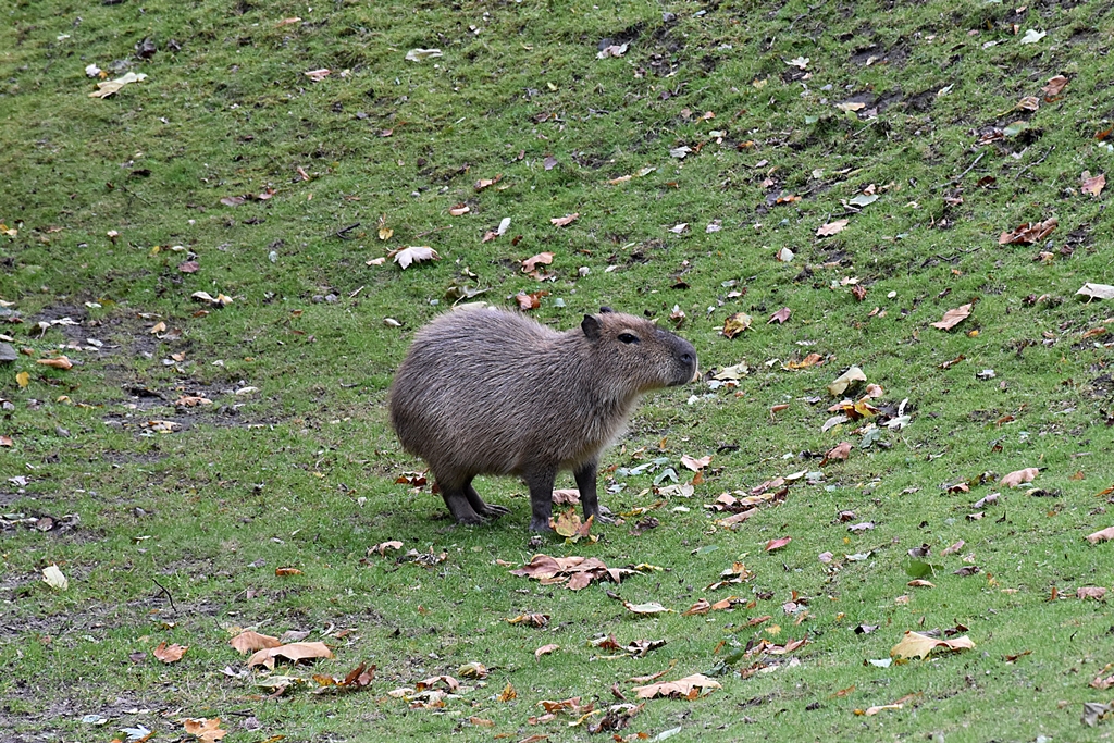 Capybara