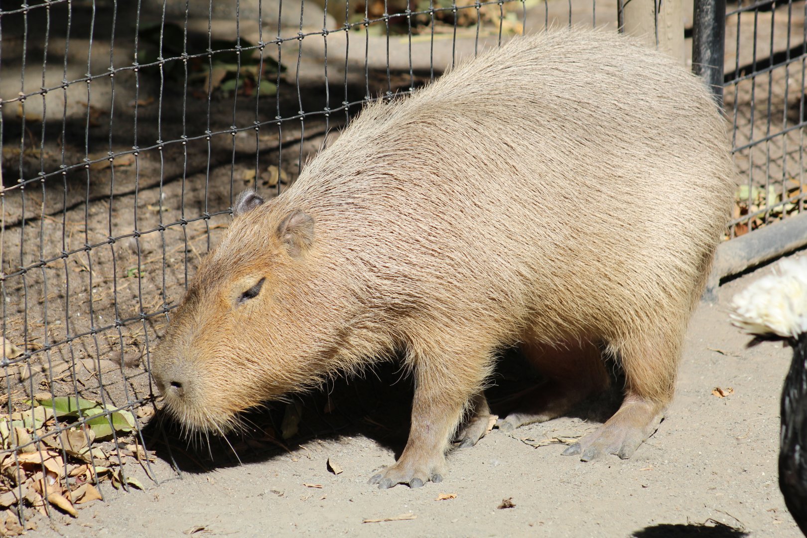 Capybara
