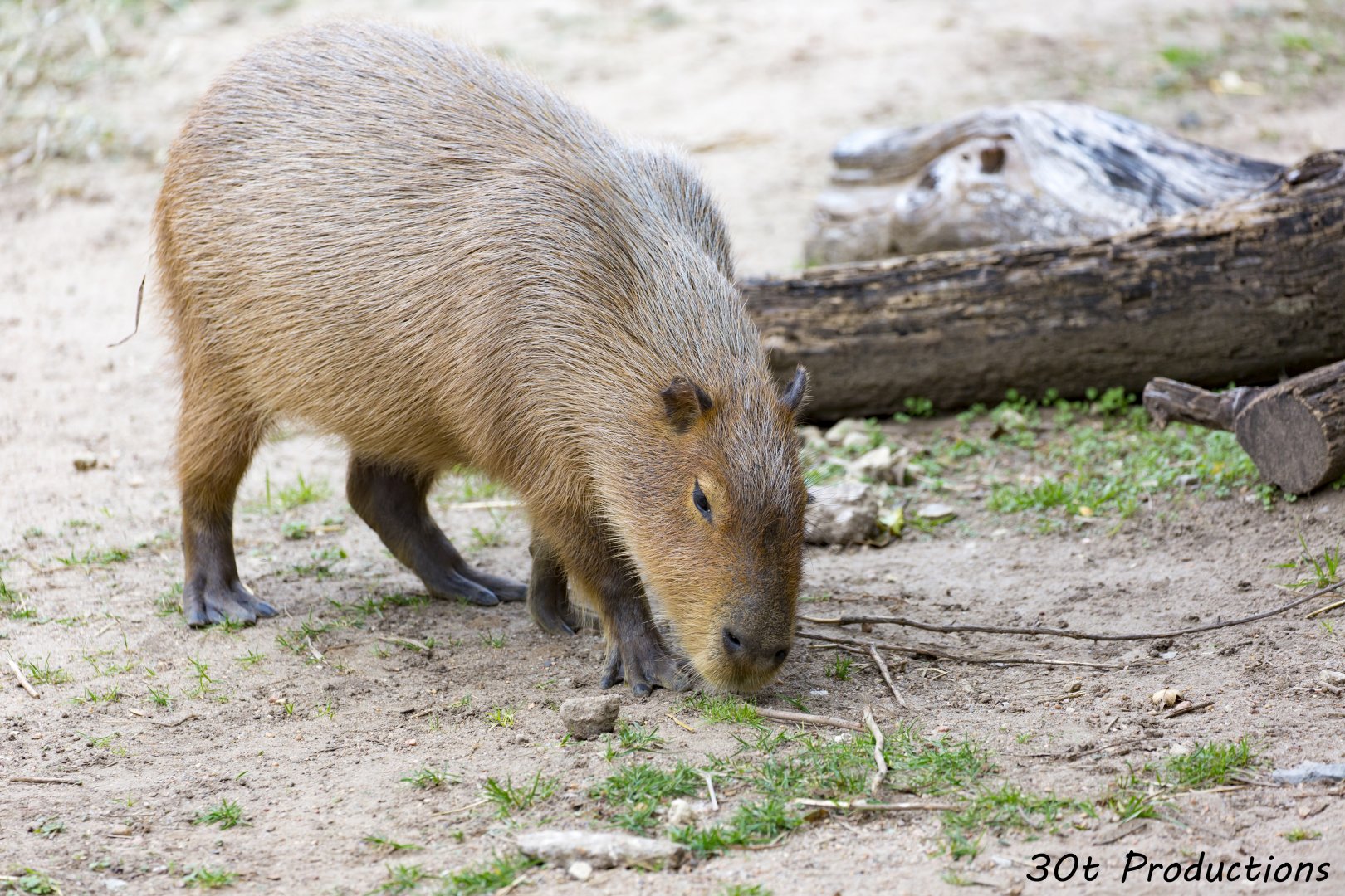Capybara