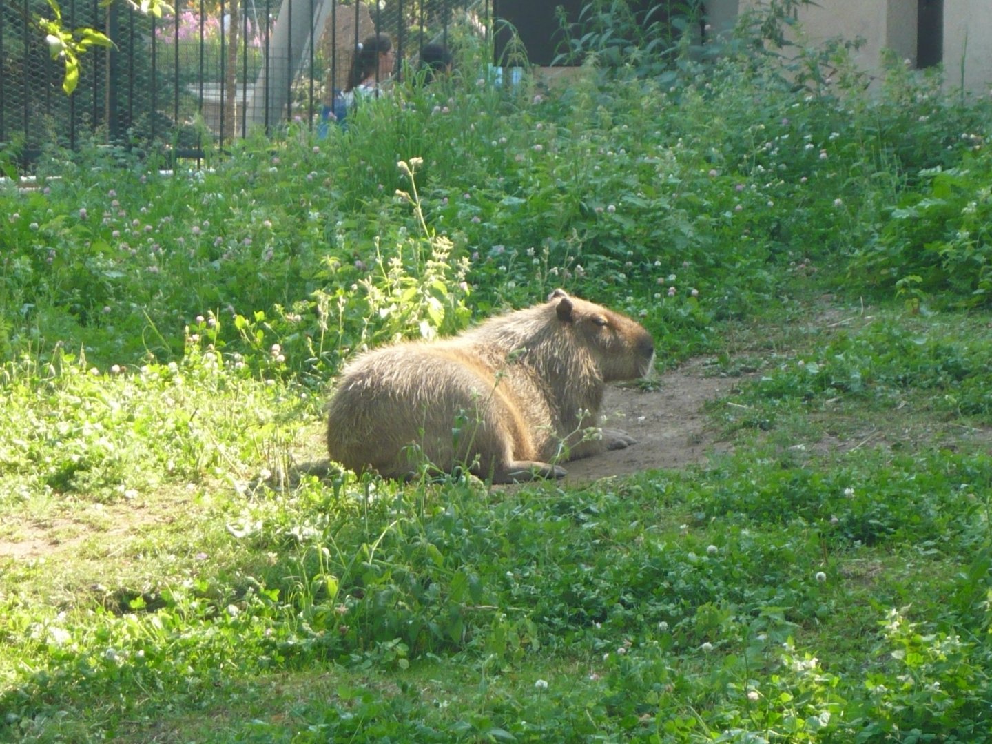 Capybara