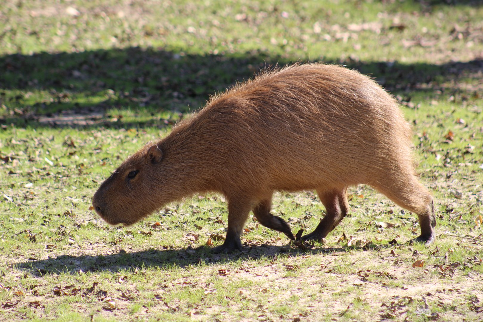 Capybara