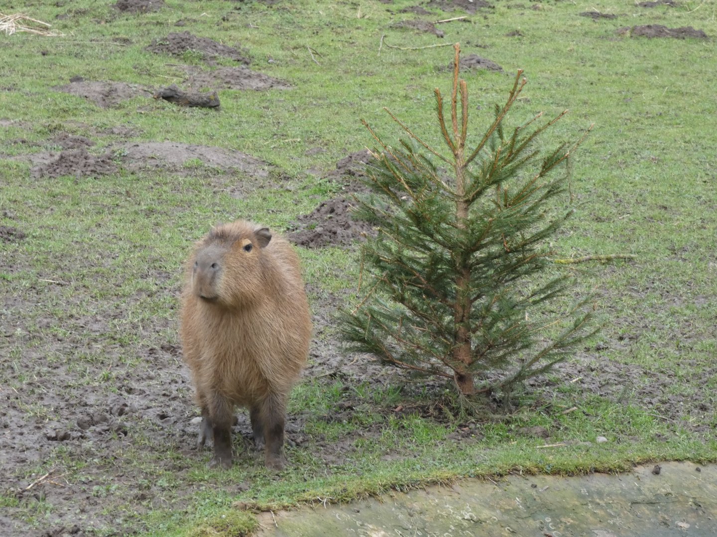 Capybara