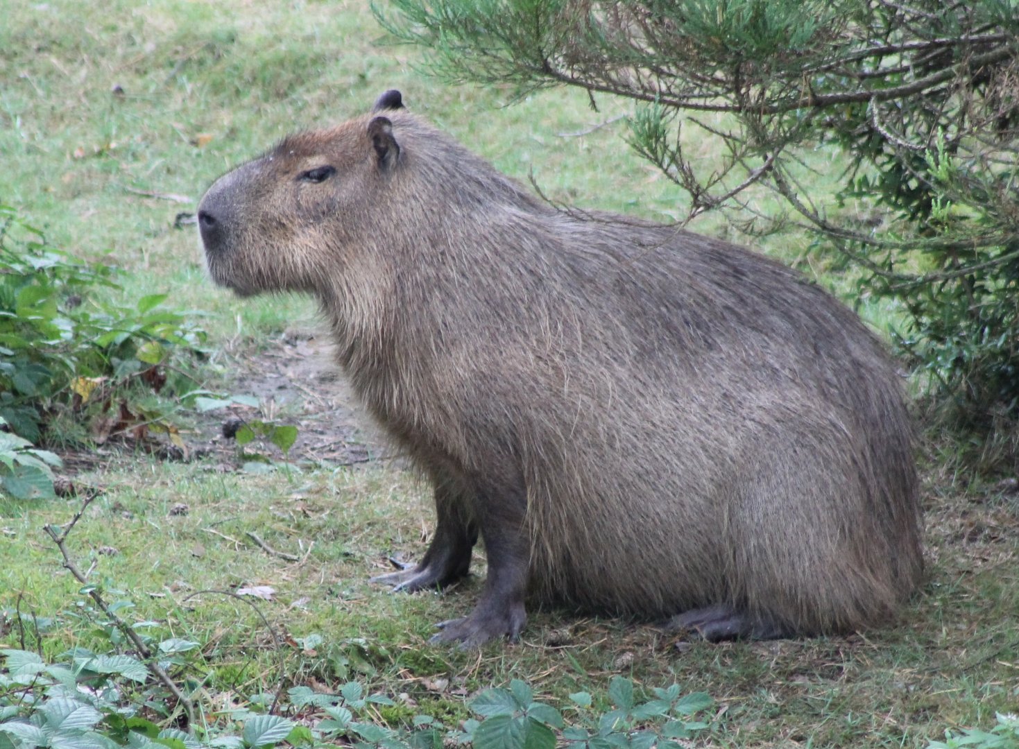 Capybara