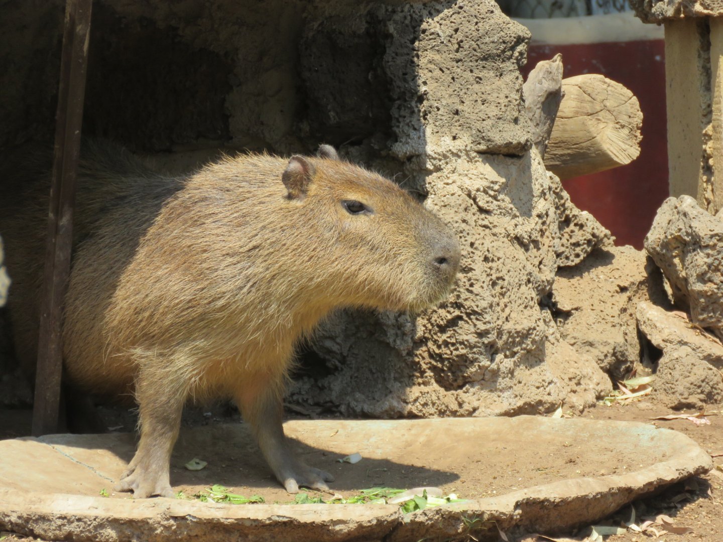 Capybara