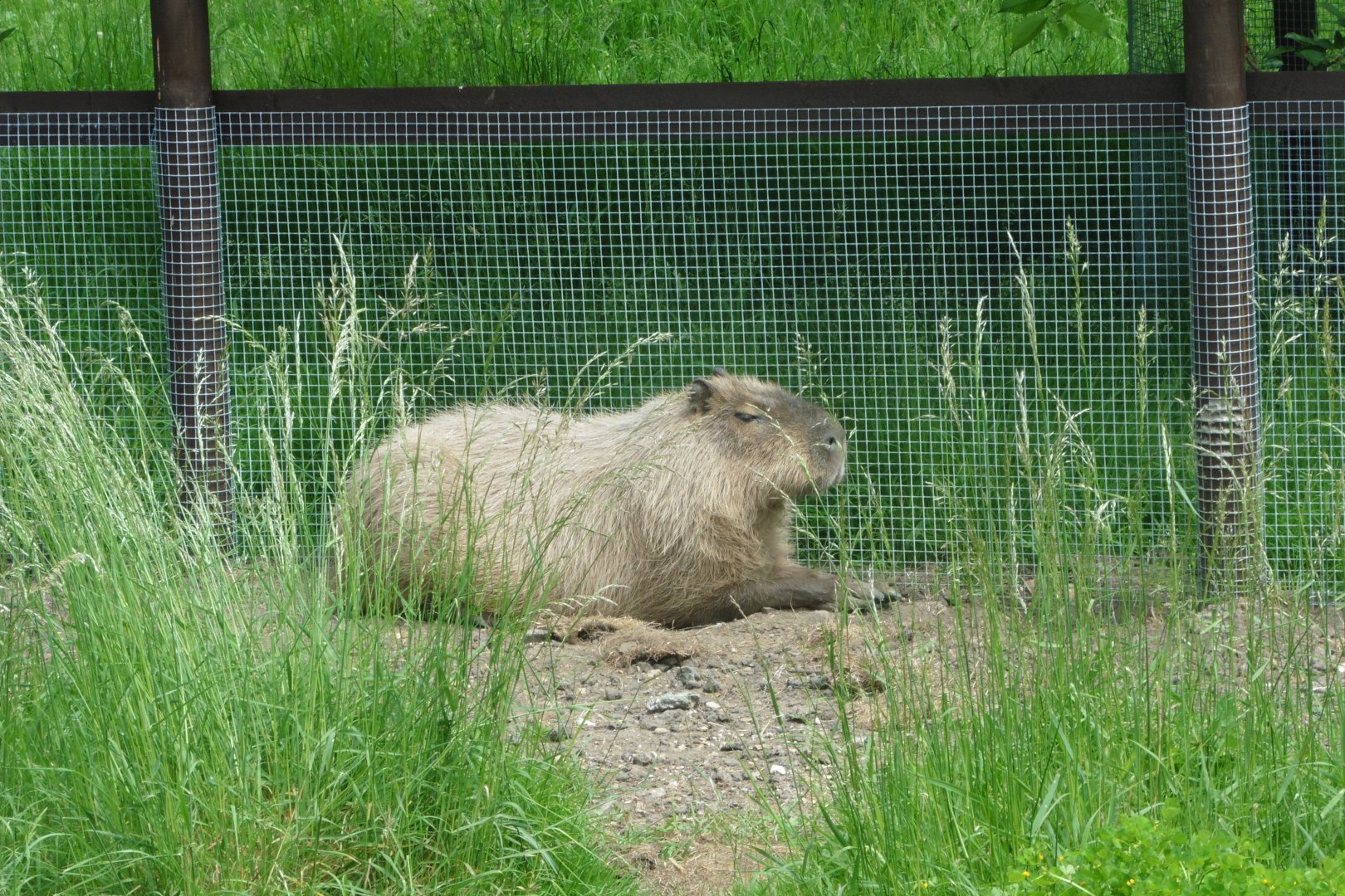 Capybara