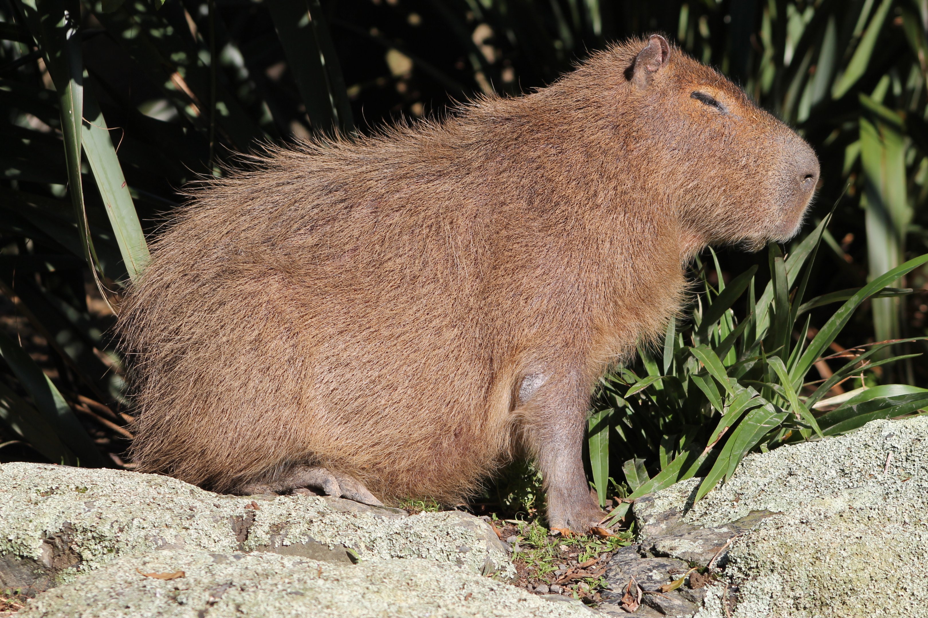 Capybara