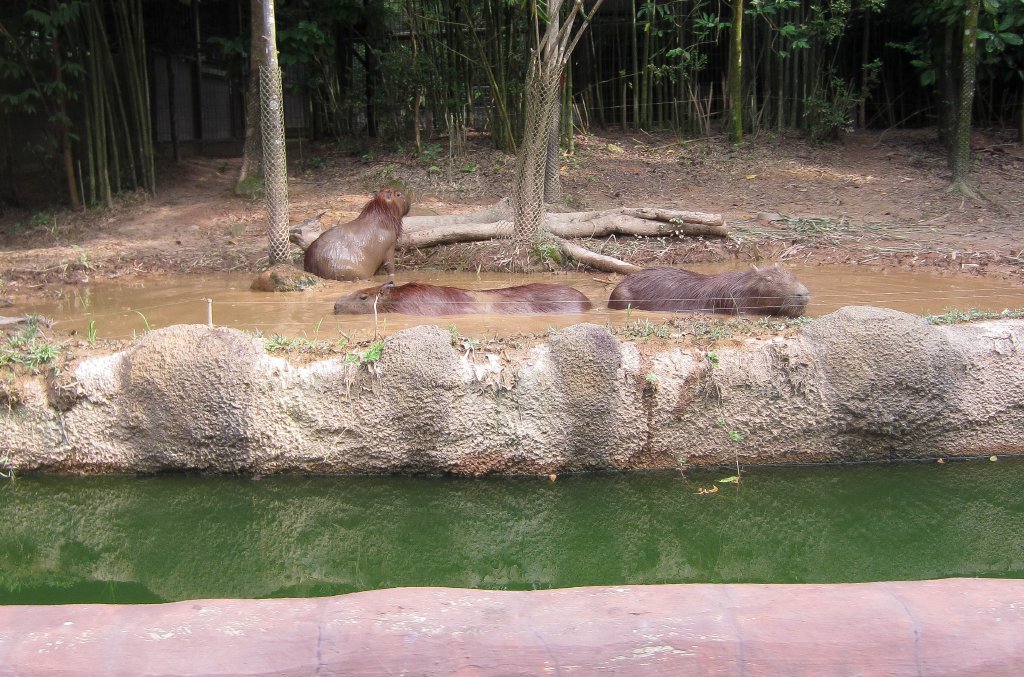 Capybara