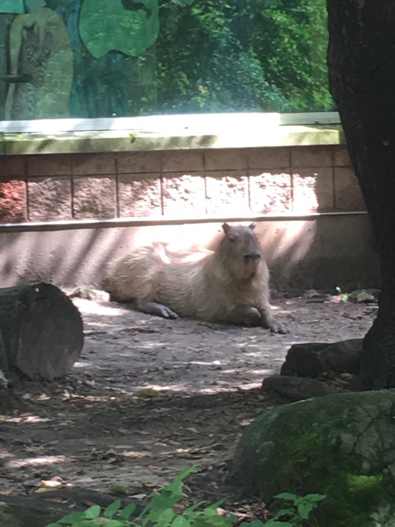 Capybara