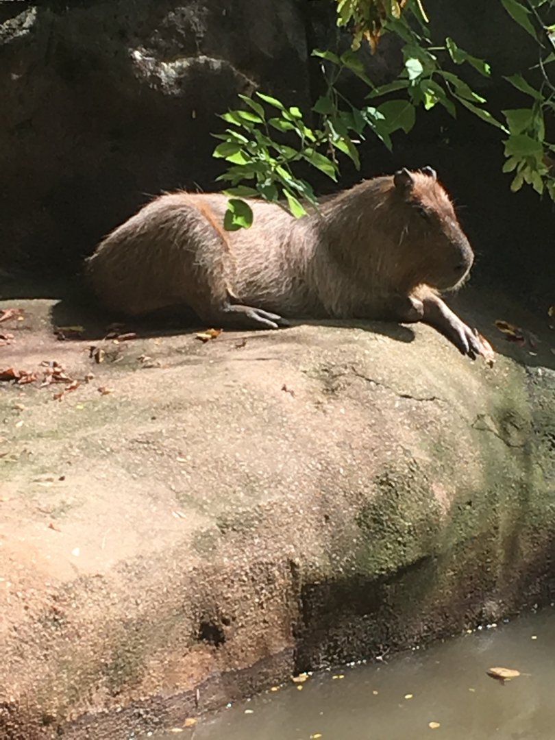 Capybara