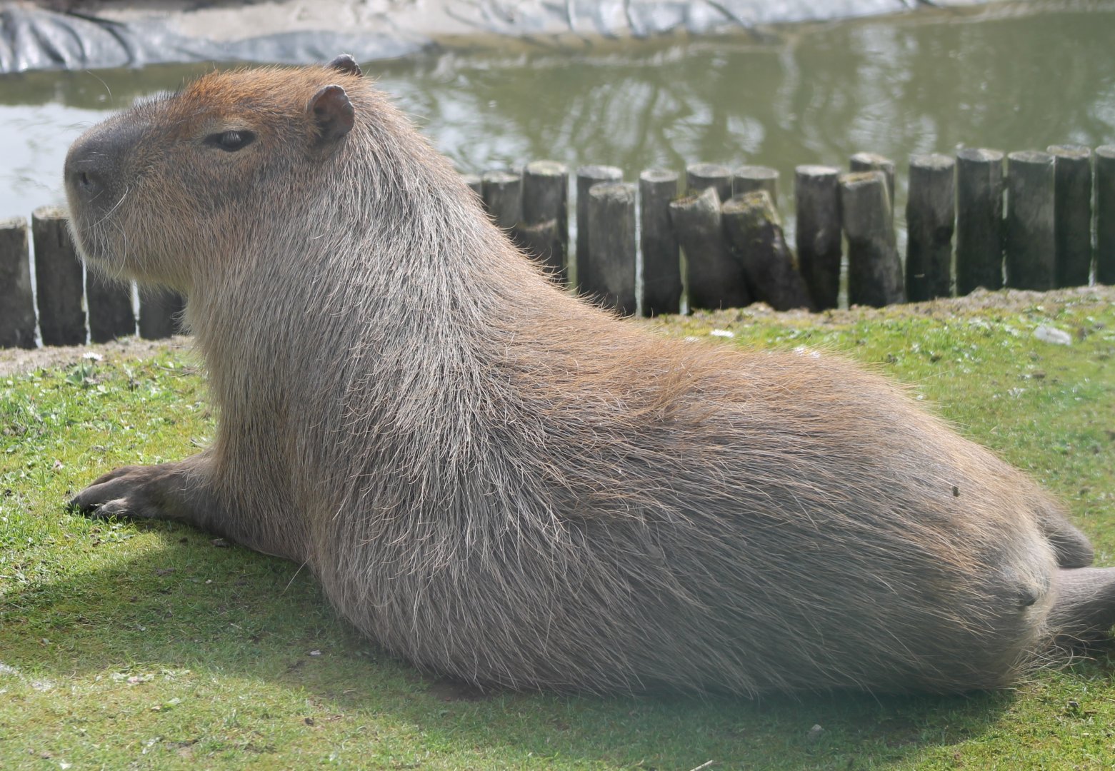 Capybara