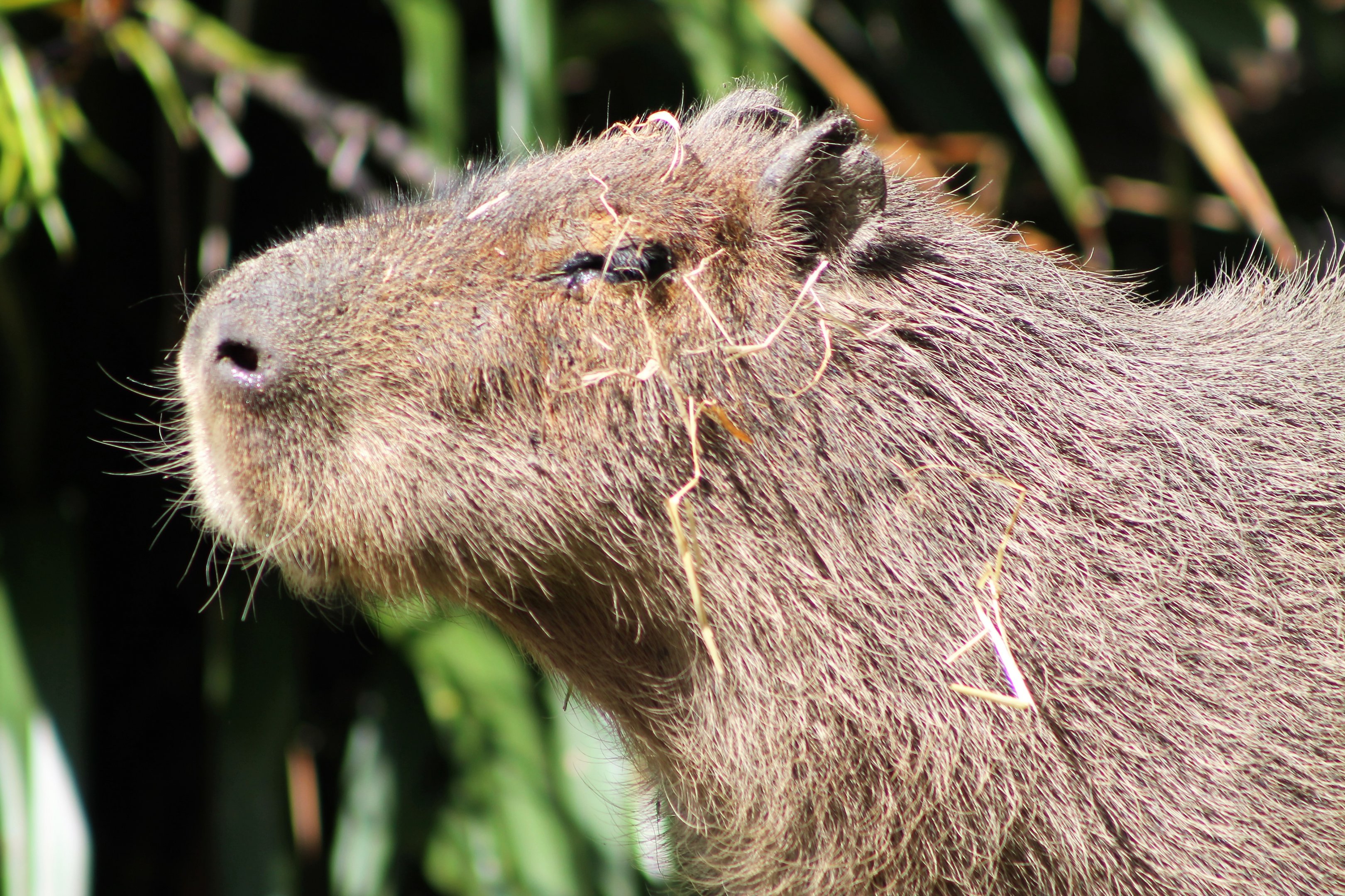 Capybara
