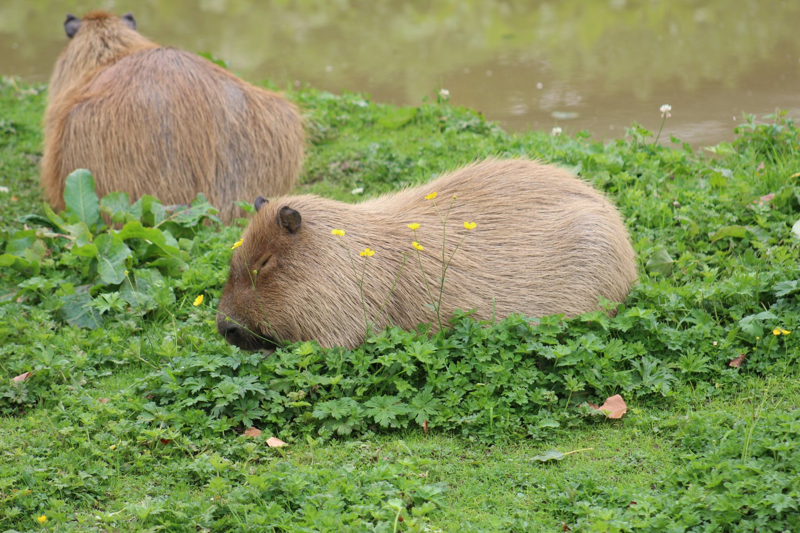 Capybara
