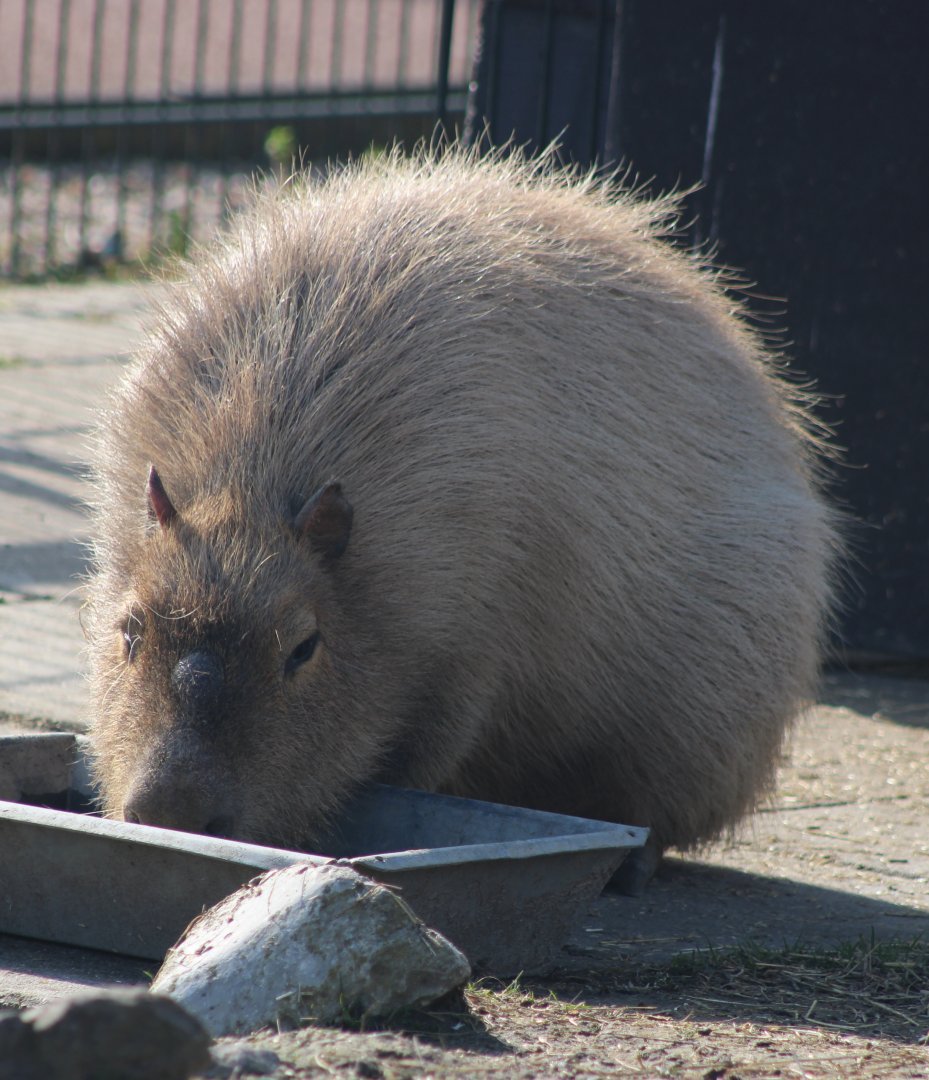 Capybara