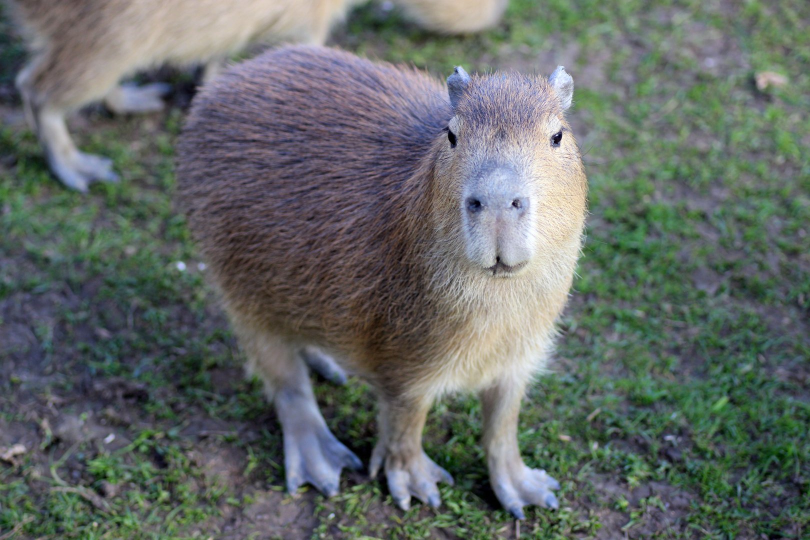 Capybara