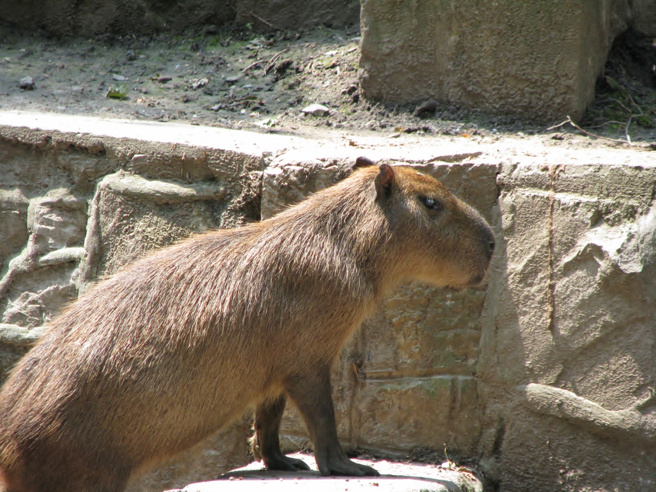 Capybara