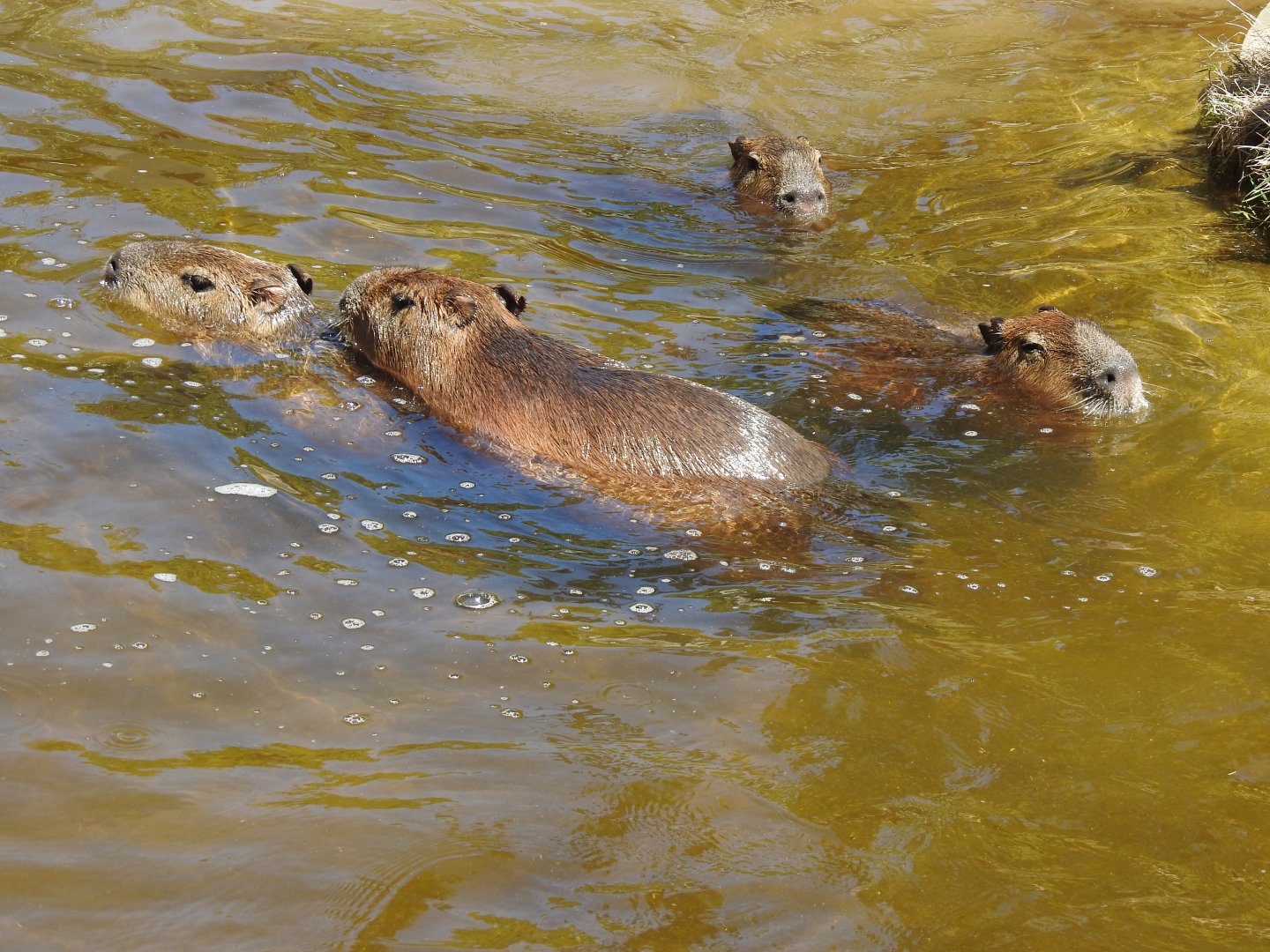 Capybara