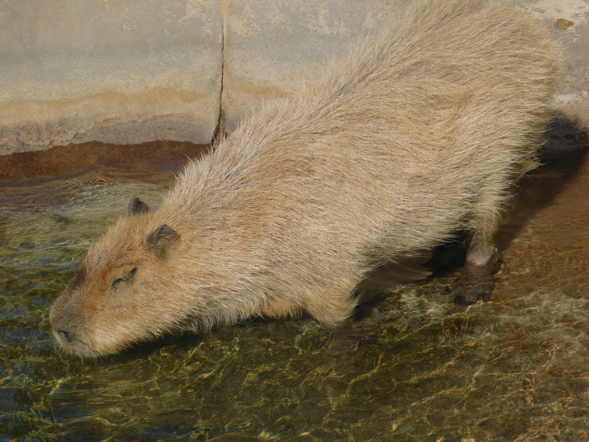 Capybara