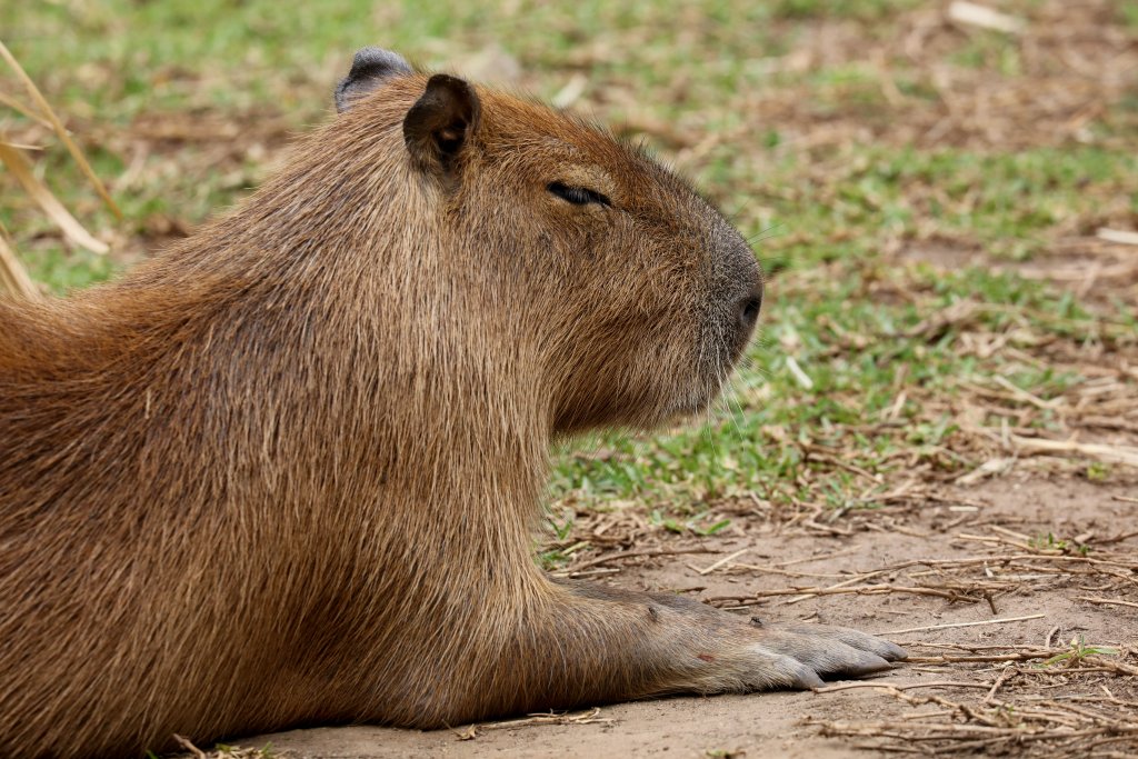 Capybara