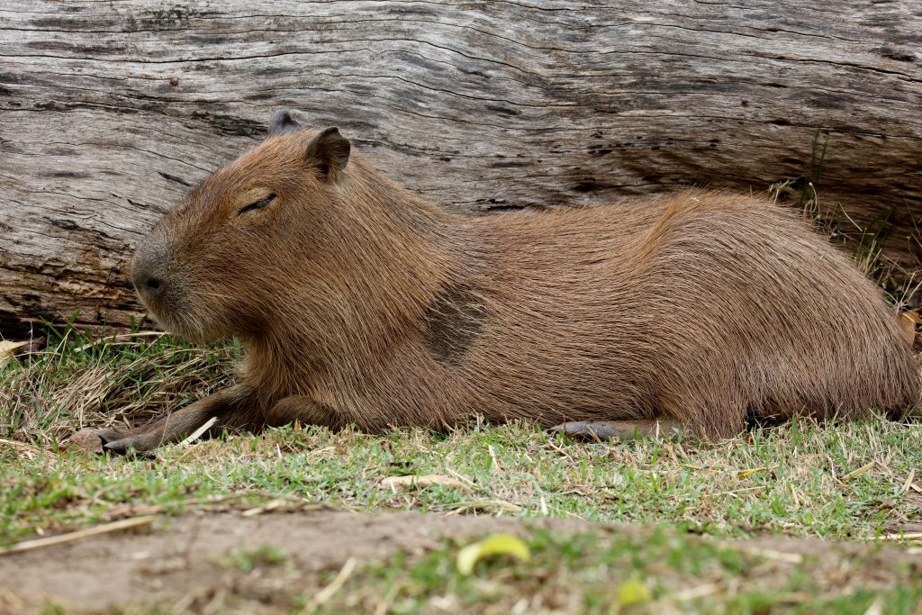Capybara