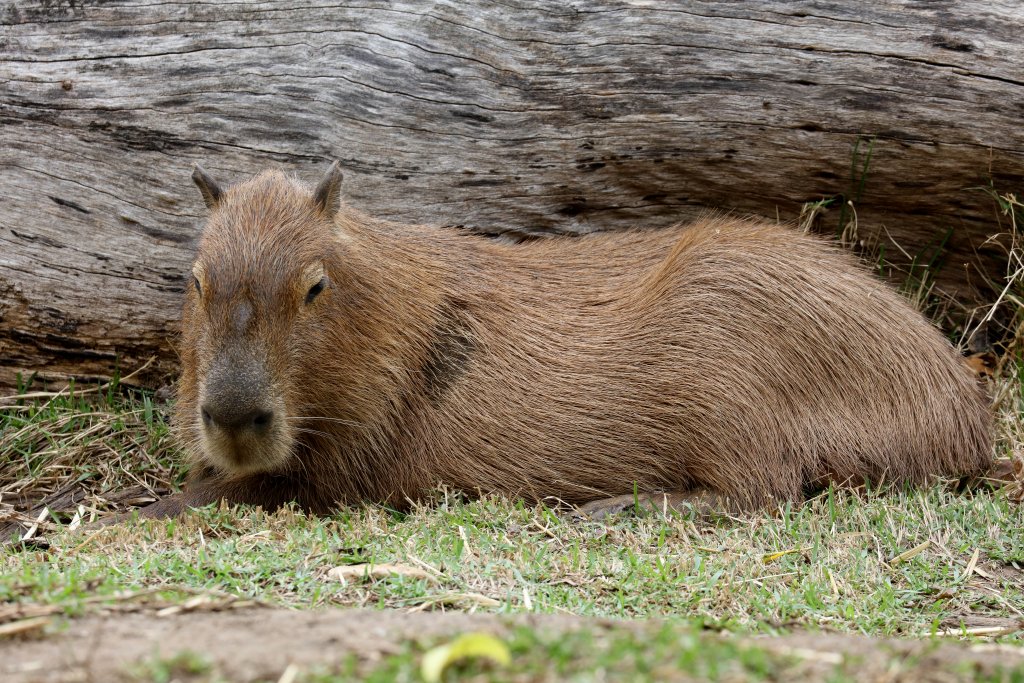 Capybara