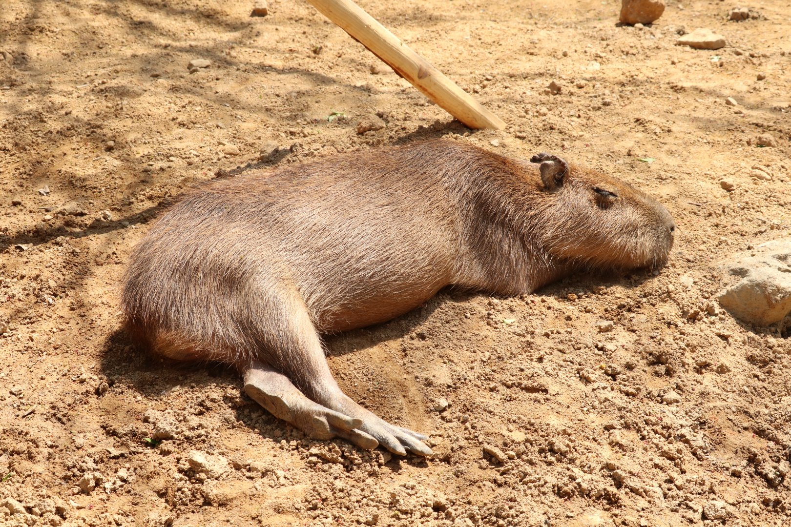 Capybara