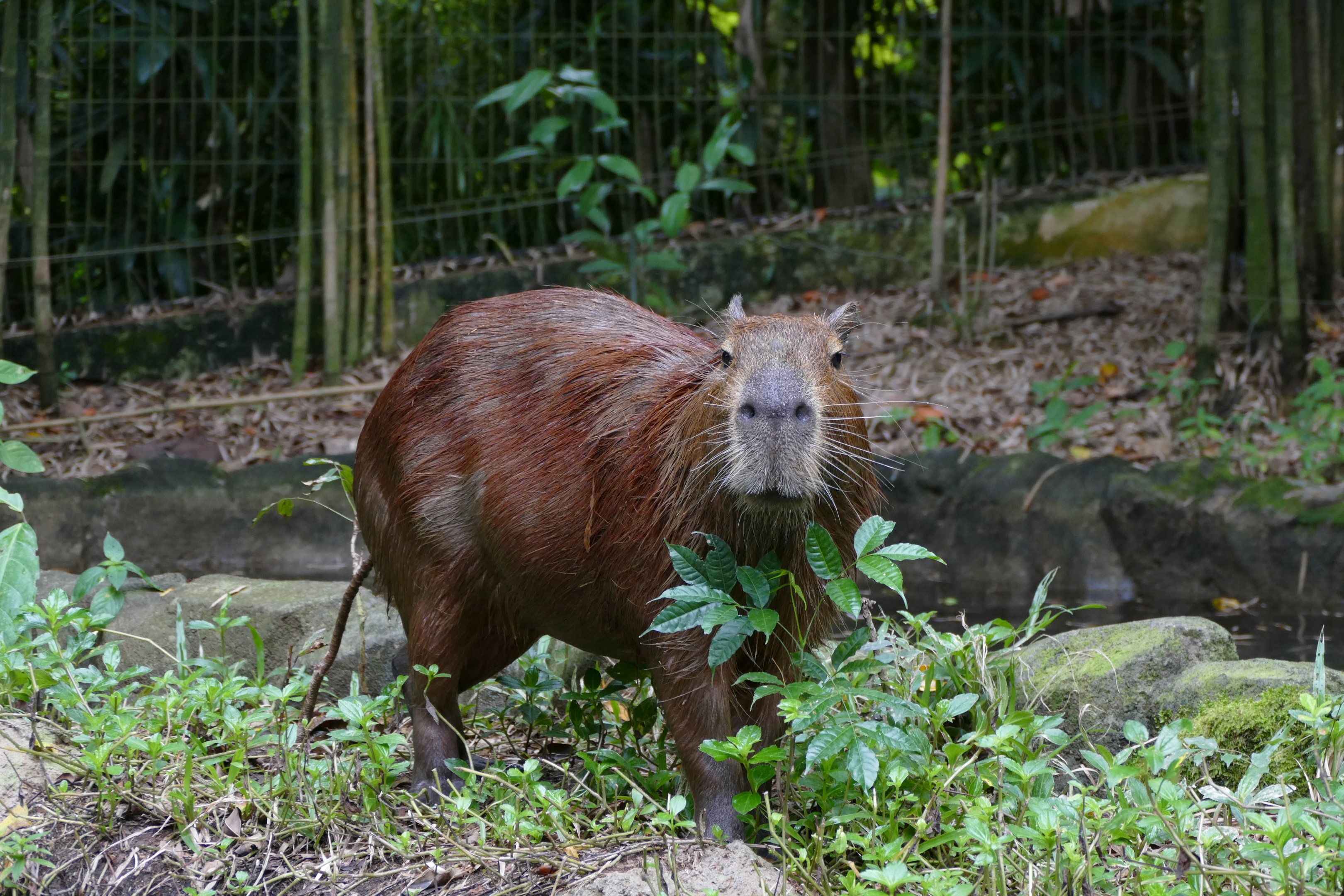 Capybara