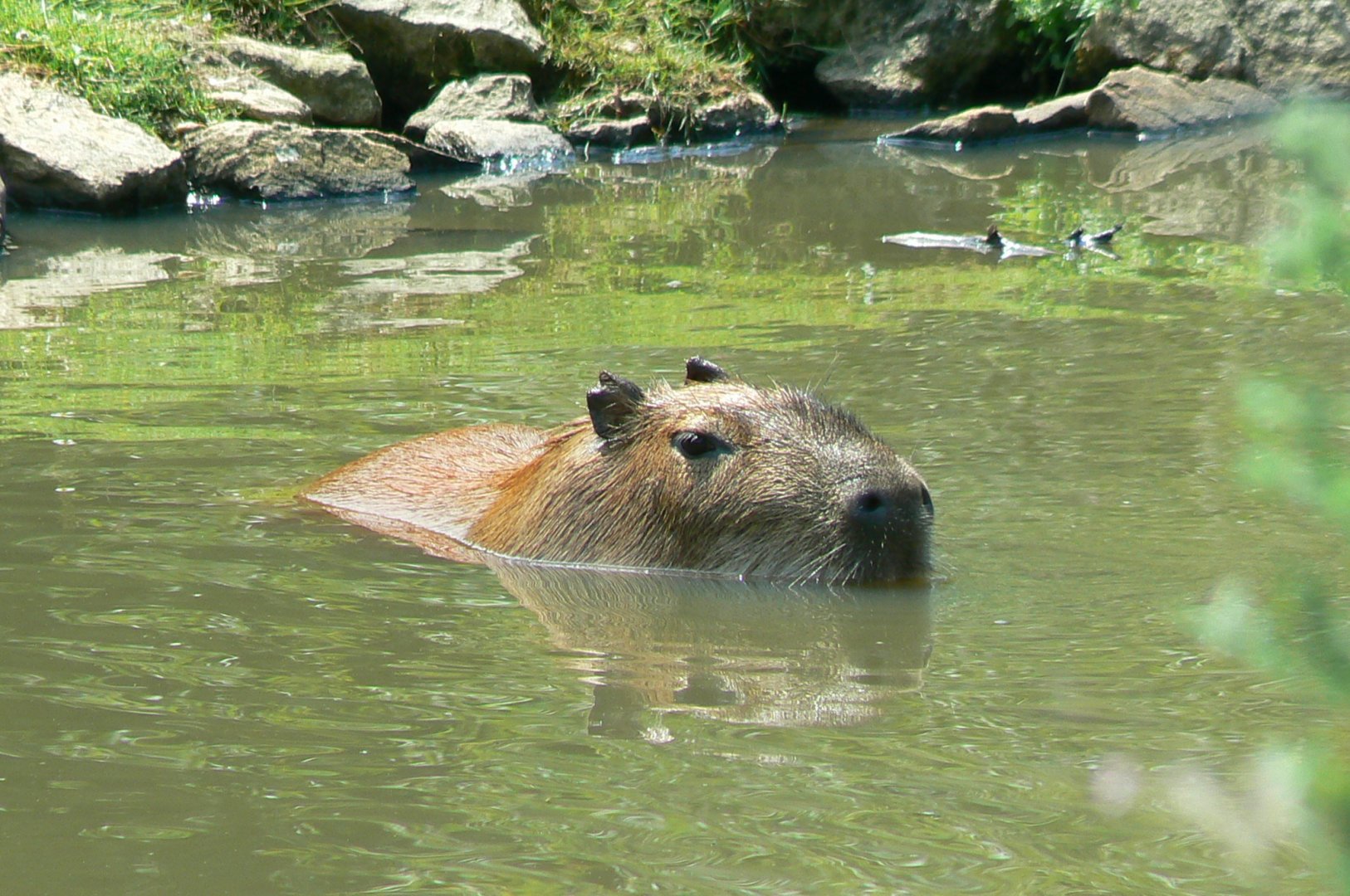 Capybara