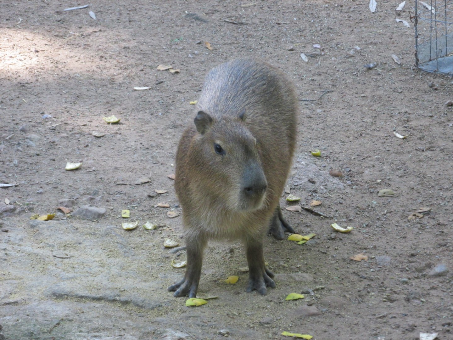 CAPYBARA