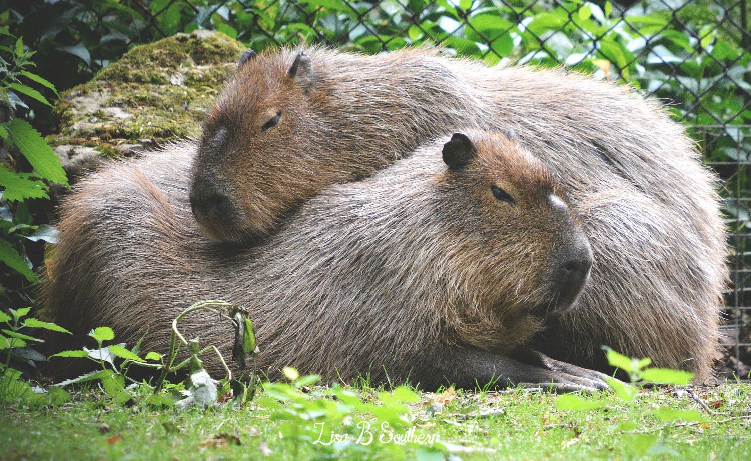 capybara