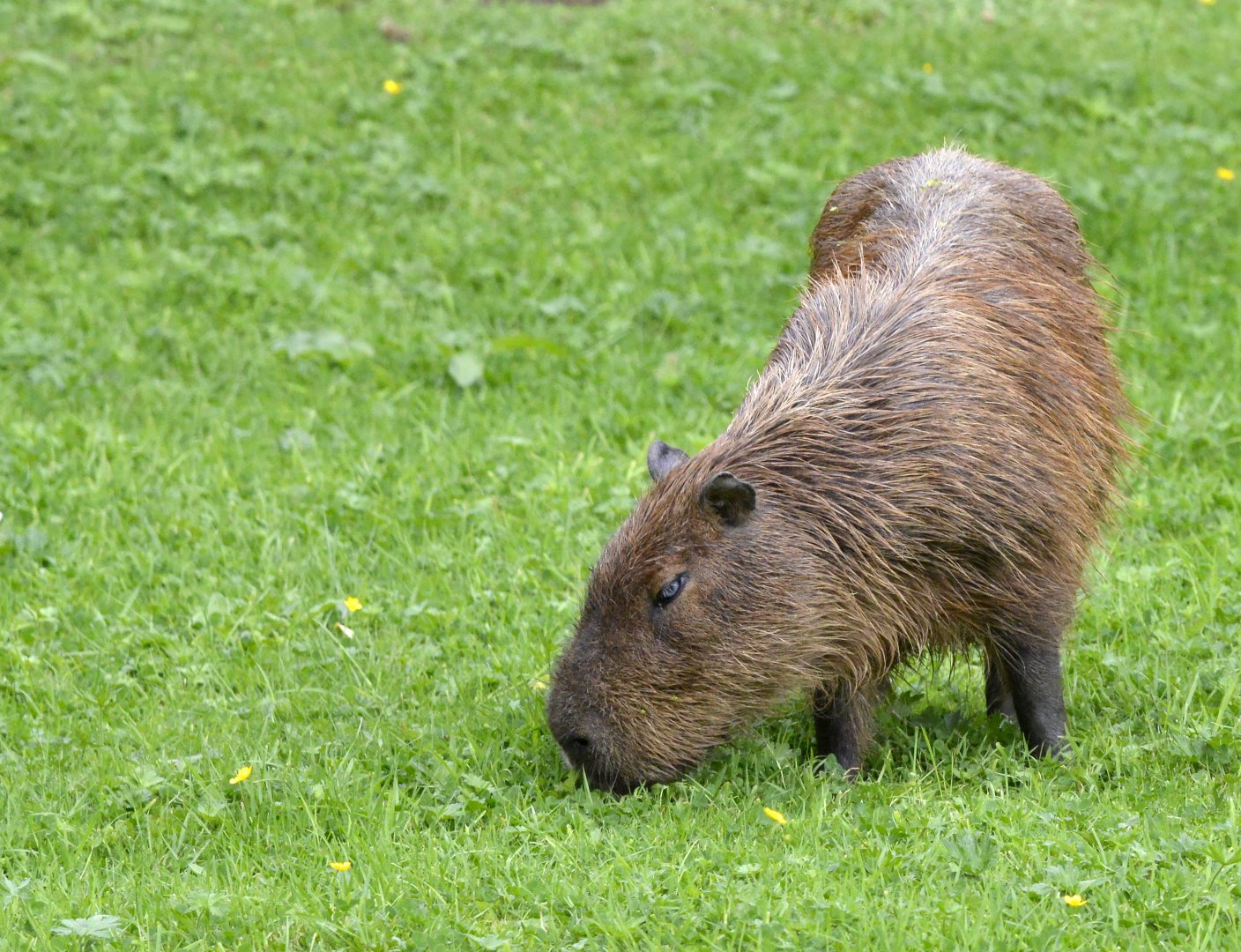 Capybara