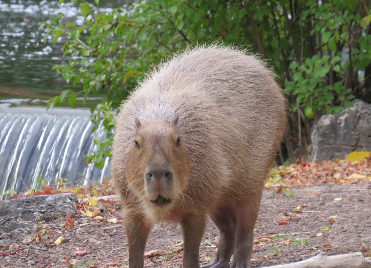 Capybara