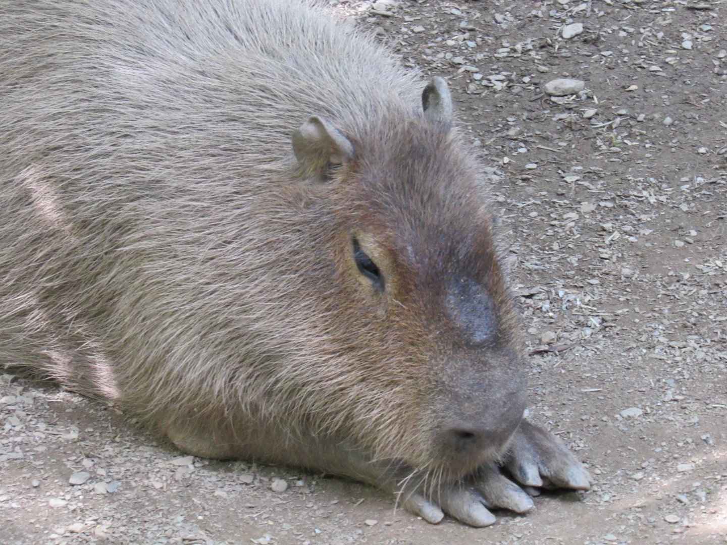 Capybara